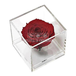 Trandafir Criogenat Rosu (Ø6cm) in Cutie Cadou (9x9x9cm) - DepozituldeCriogenati.ro