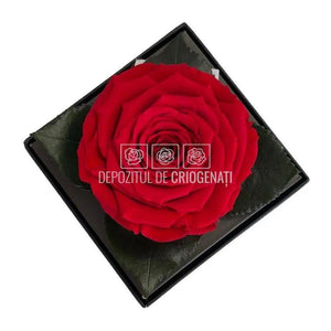 Trandafir Criogenat Rosu Ø7-8cm in Cutie Transparenta 10x10x11cm - DepozituldeCriogenati.ro