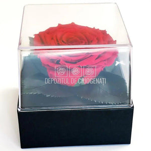 Trandafir Criogenat Rosu Ø7-8cm in Cutie Transparenta 10x10x11cm - DepozituldeCriogenati.ro