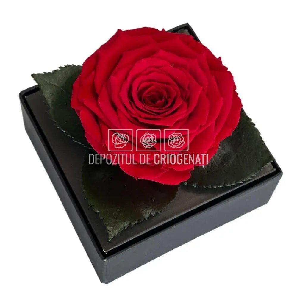 Trandafir Criogenat Rosu Ø7-8cm in Cutie Transparenta 10x10x11cm - DepozituldeCriogenati.ro