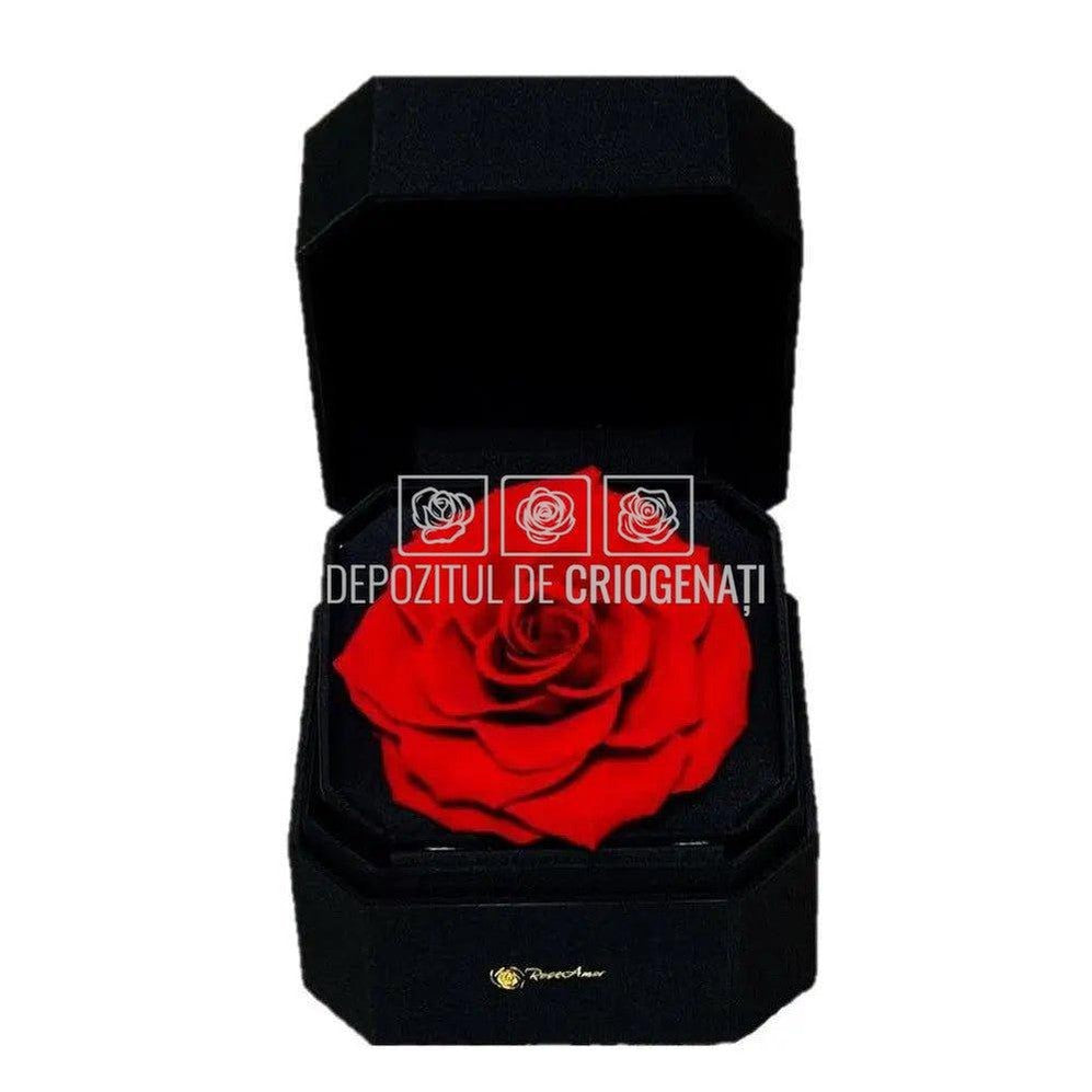 Trandafir Criogenat Rosu (Ø9-9,5cm) in Cutie Cadou (13x13x10,5cm) - DepozituldeCriogenati.ro