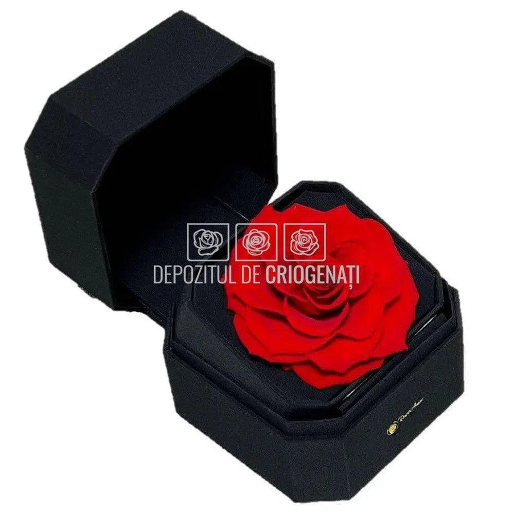 Trandafir Criogenat Rosu (Ø9-9,5cm) in Cutie Cadou (13x13x10,5cm) - DepozituldeCriogenati.ro