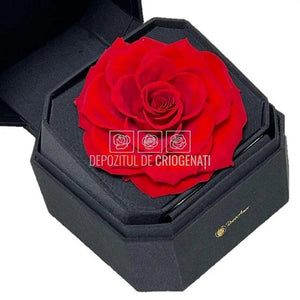 Trandafir Criogenat Rosu (Ø9-9,5cm) in Cutie Cadou (13x13x10,5cm) - DepozituldeCriogenati.ro