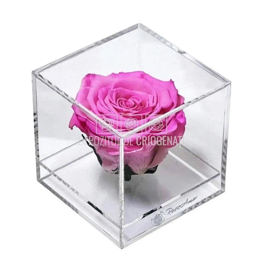 Trandafir Criogenat Roz (Ø6cm) in Cutie Cadou (9x9x9cm) - DepozituldeCriogenati.ro