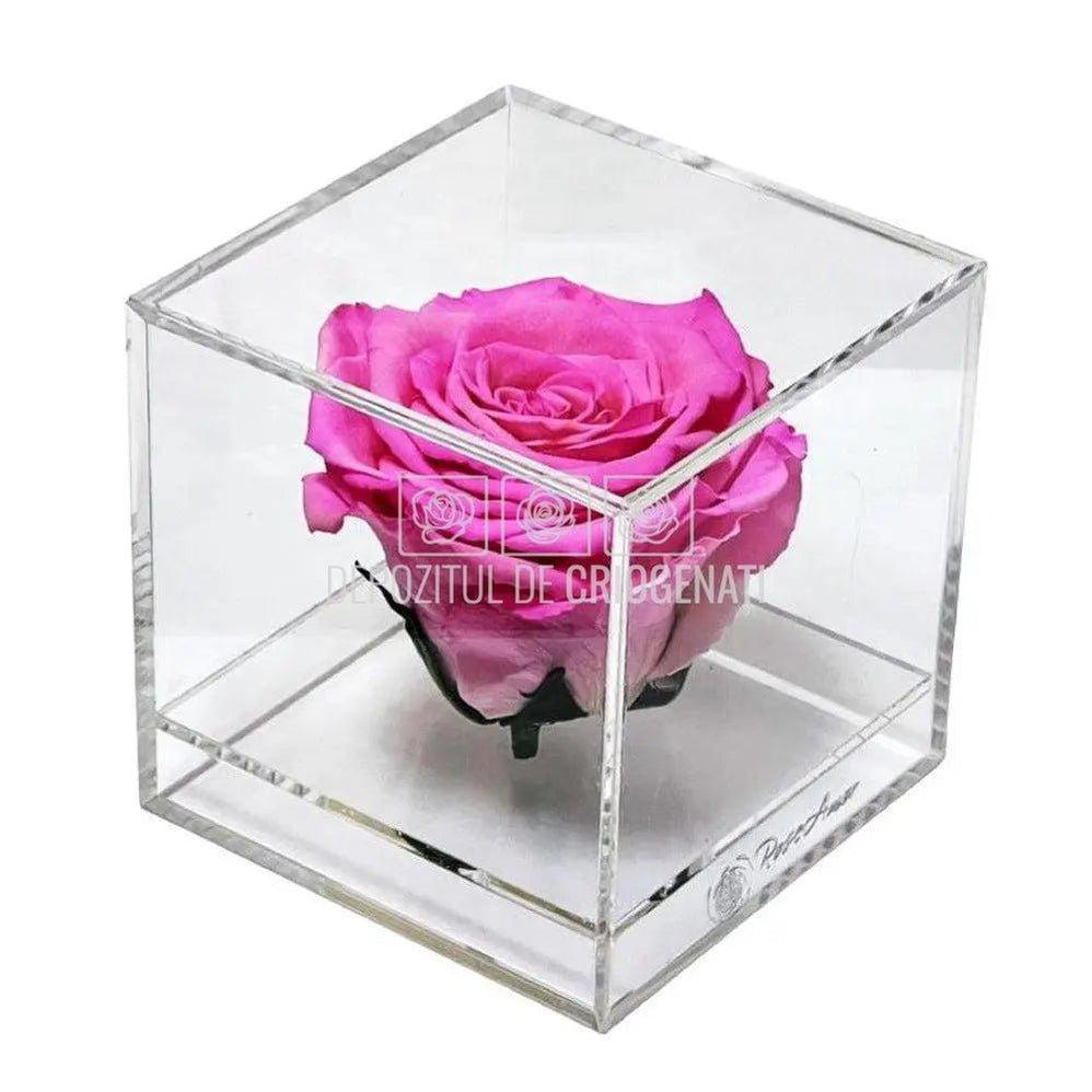 Trandafir Criogenat Roz (Ø6cm) in Cutie Cadou (9x9x9cm) - DepozituldeCriogenati.ro