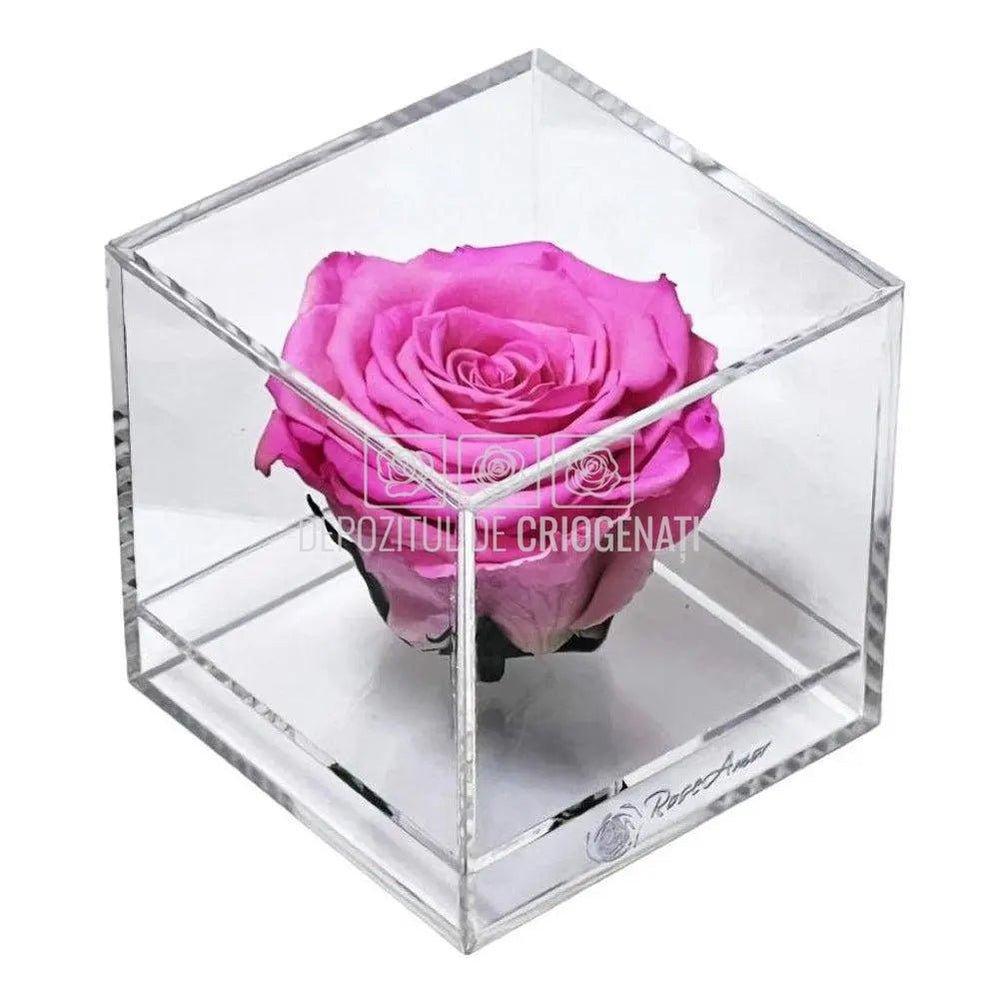 Trandafir Criogenat Roz (Ø6cm) in Cutie Cadou (9x9x9cm) - DepozituldeCriogenati.ro