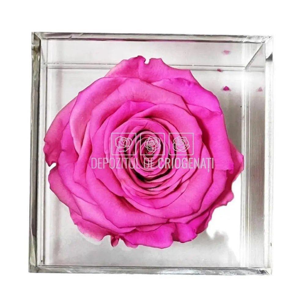 Trandafir Criogenat Roz (Ø6cm) in Cutie Cadou (9x9x9cm) - DepozituldeCriogenati.ro