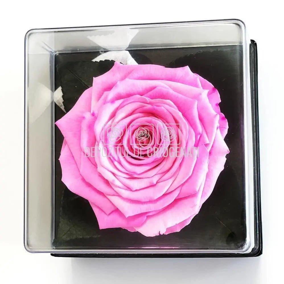 Trandafir Criogenat Roz (dia. 7-8cm) in Cutie Transparenta 10x10x11cm