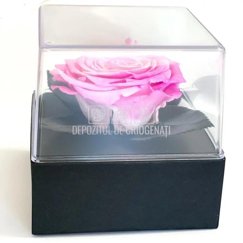 Trandafir Criogenat Roz (dia. 7-8cm) in Cutie Transparenta 10x10x11cm