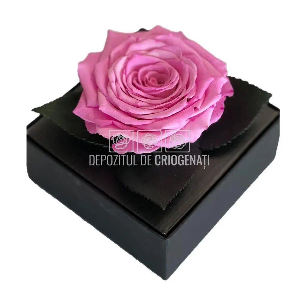 Trandafir Criogenat Roz (dia. 7-8cm) in Cutie Transparenta 10x10x11cm