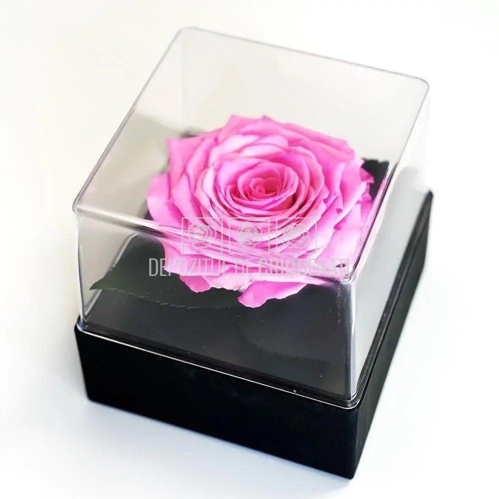 Trandafir Criogenat Roz (dia. 7-8cm) in Cutie Transparenta 10x10x11cm