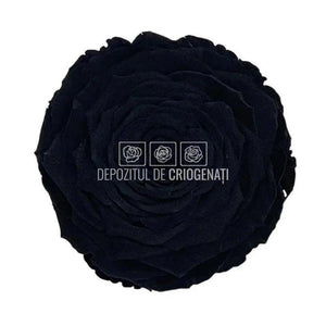 Trandafir Criogenat XXL BLA-01 (Ø9,5cm, 1 buc /cutie) - DepozituldeCriogenati.ro