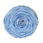 Trandafir Criogenat XXL BLU-89 (Ø9,5cm, 1 buc /cutie) - DepozituldeCriogenati.ro