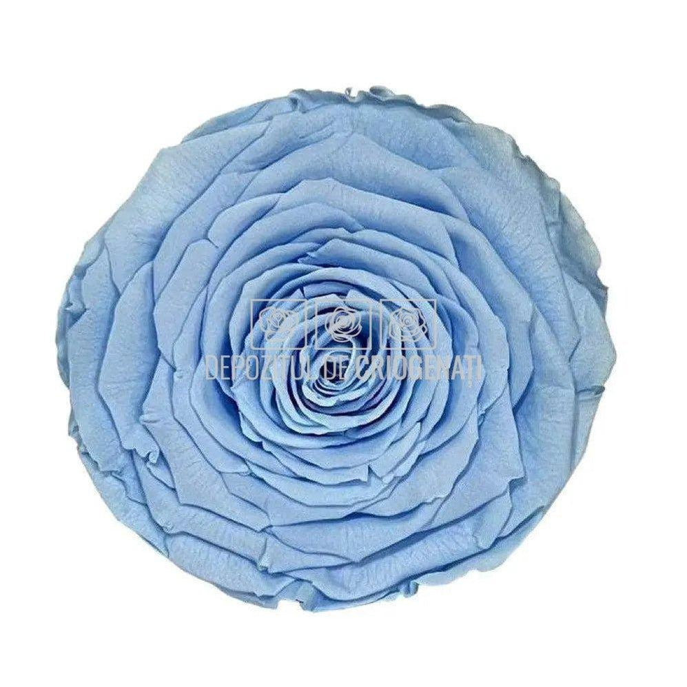Trandafir Criogenat XXL BLU-89 (Ø9,5cm, 1 buc /cutie) - DepozituldeCriogenati.ro