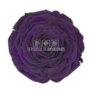 Trandafir Criogenat XXL PUR-01 (Ø9,5cm, 1 buc /cutie) - DepozituldeCriogenati.ro