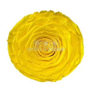 Trandafir Criogenat XXL YEL-02 (Ø9,5cm, 1 buc /cutie) - DepozituldeCriogenati.ro