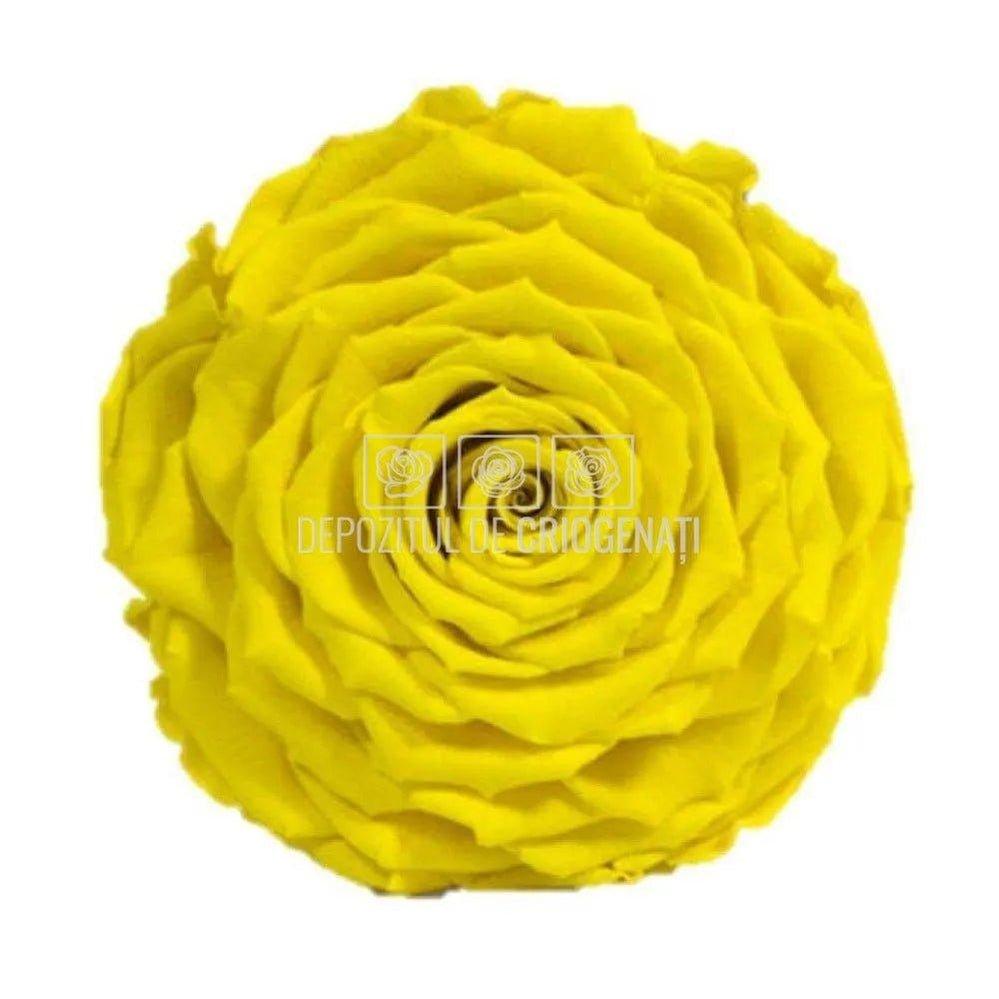Trandafir Criogenat XXL YEL-02 (Ø9,5cm, 1 buc /cutie) - DepozituldeCriogenati.ro