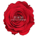 Trandafir Verdissimo AMOROSA MINI RED Ø3,5-4,5cm, 1 buc - DepozituldeCriogenati.ro