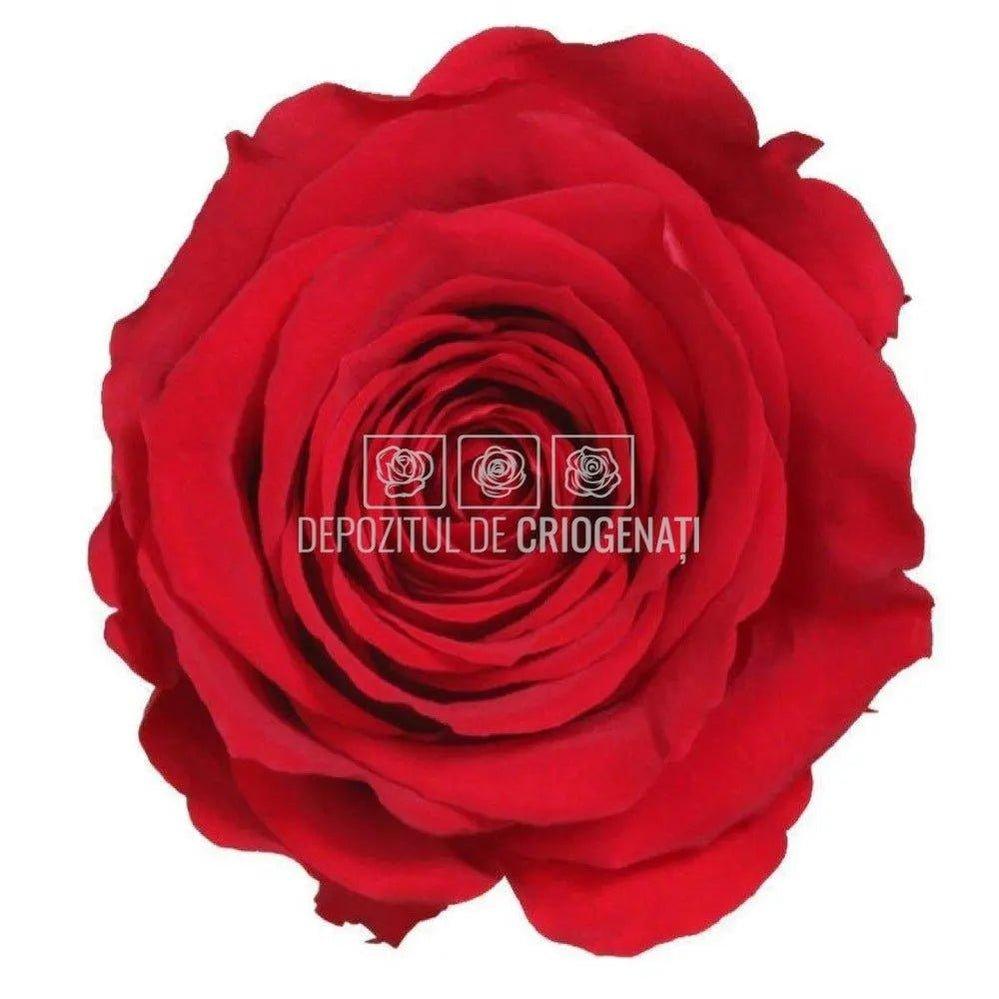 Trandafir Verdissimo AMOROSA MINI RED Ø3,5-4,5cm, 1 buc - DepozituldeCriogenati.ro