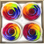 Trandafiri BELLA RAINBOW RED-02 (Ø7,5-8cm, set 4buc) - DepozituldeCriogenati.ro