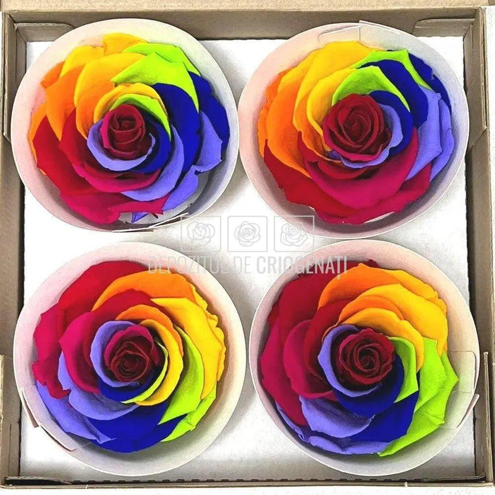 Trandafiri BELLA RAINBOW RED-02 (Ø7,5-8cm, set 4buc) - DepozituldeCriogenati.ro