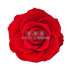 Trandafiri Criogenati BELLA ORA-03 (Ø7,5-8cm, set 4 buc /cutie) - DepozituldeCriogenati.ro