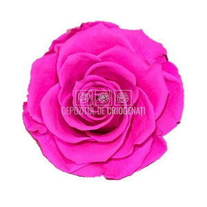 Trandafiri Criogenati BELLA PIN-07 (Ø7,5-8cm, set 4 buc /cutie) - DepozituldeCriogenati.ro