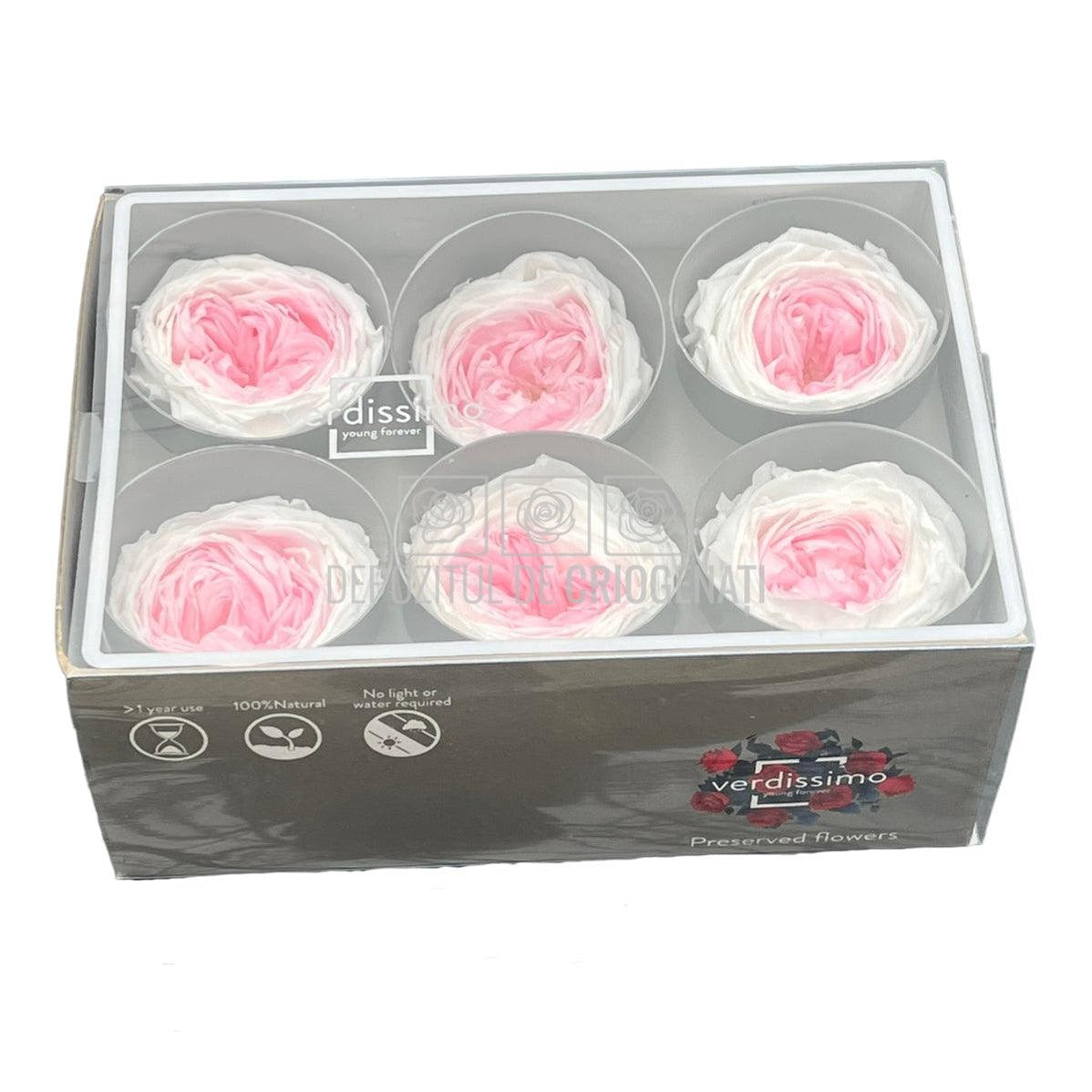 Trandafiri Criogenati GARDEN BICOLOR (Ø5-6cm; set 6 buc/cutie) - DepozituldeCriogenati.ro