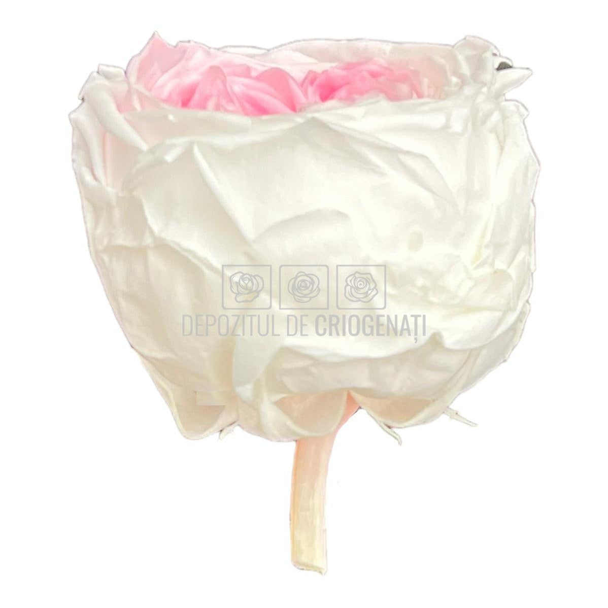 Trandafiri Criogenati GARDEN BICOLOR (Ø5-6cm; set 6 buc/cutie) - DepozituldeCriogenati.ro