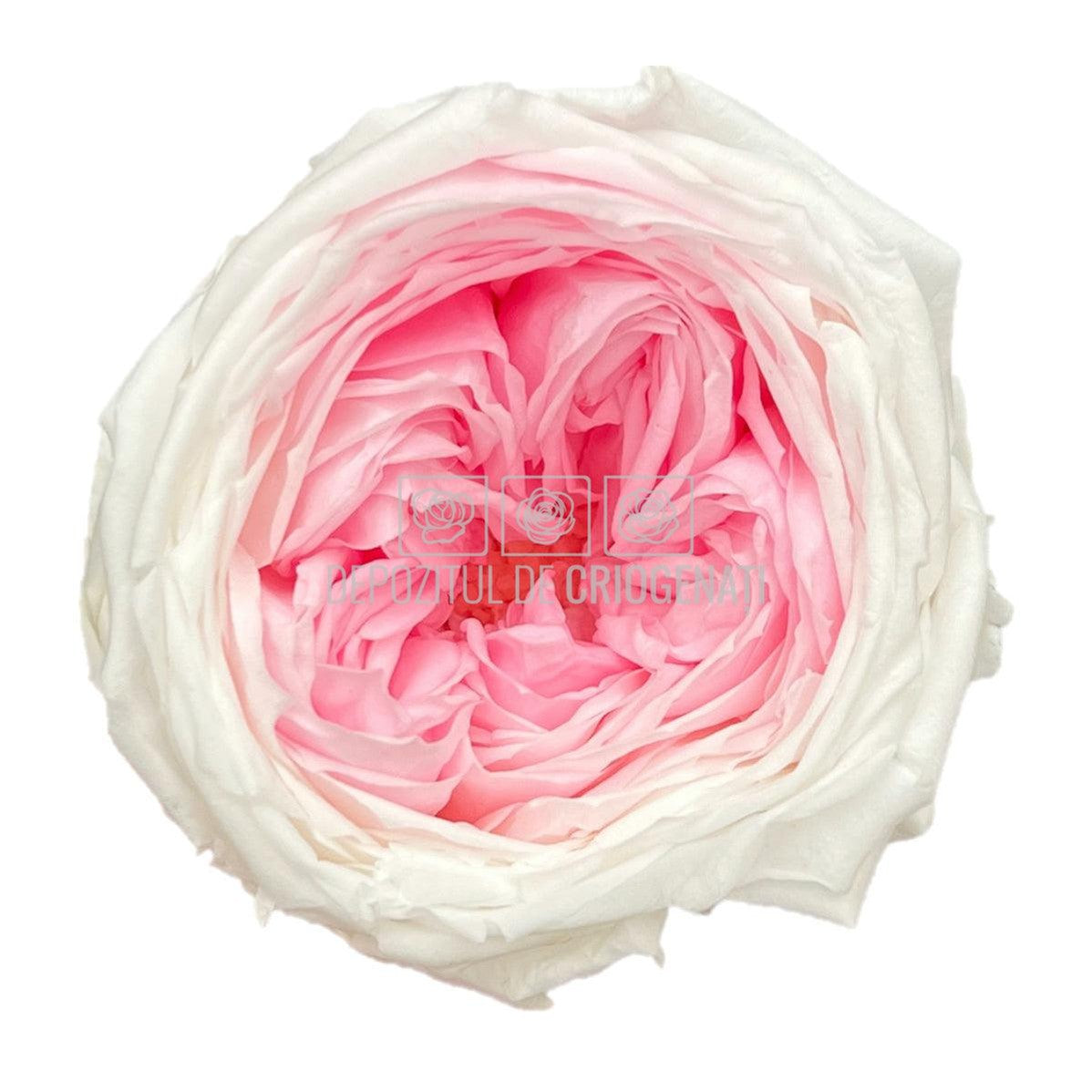 Trandafiri Criogenati GARDEN BICOLOR (Ø5-6cm; set 6 buc/cutie) - DepozituldeCriogenati.ro