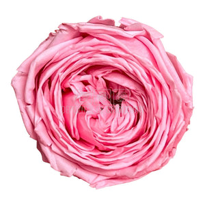 Trandafiri Criogenati GARDEN PASTEL PINK (Ø5-6cm; set 6 buc/cutie)-Depozitul de Criogenati