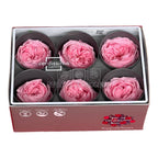 Trandafiri Criogenati GARDEN PASTEL PINK (Ø5-6cm; set 6 buc/cutie)-Depozitul de Criogenati