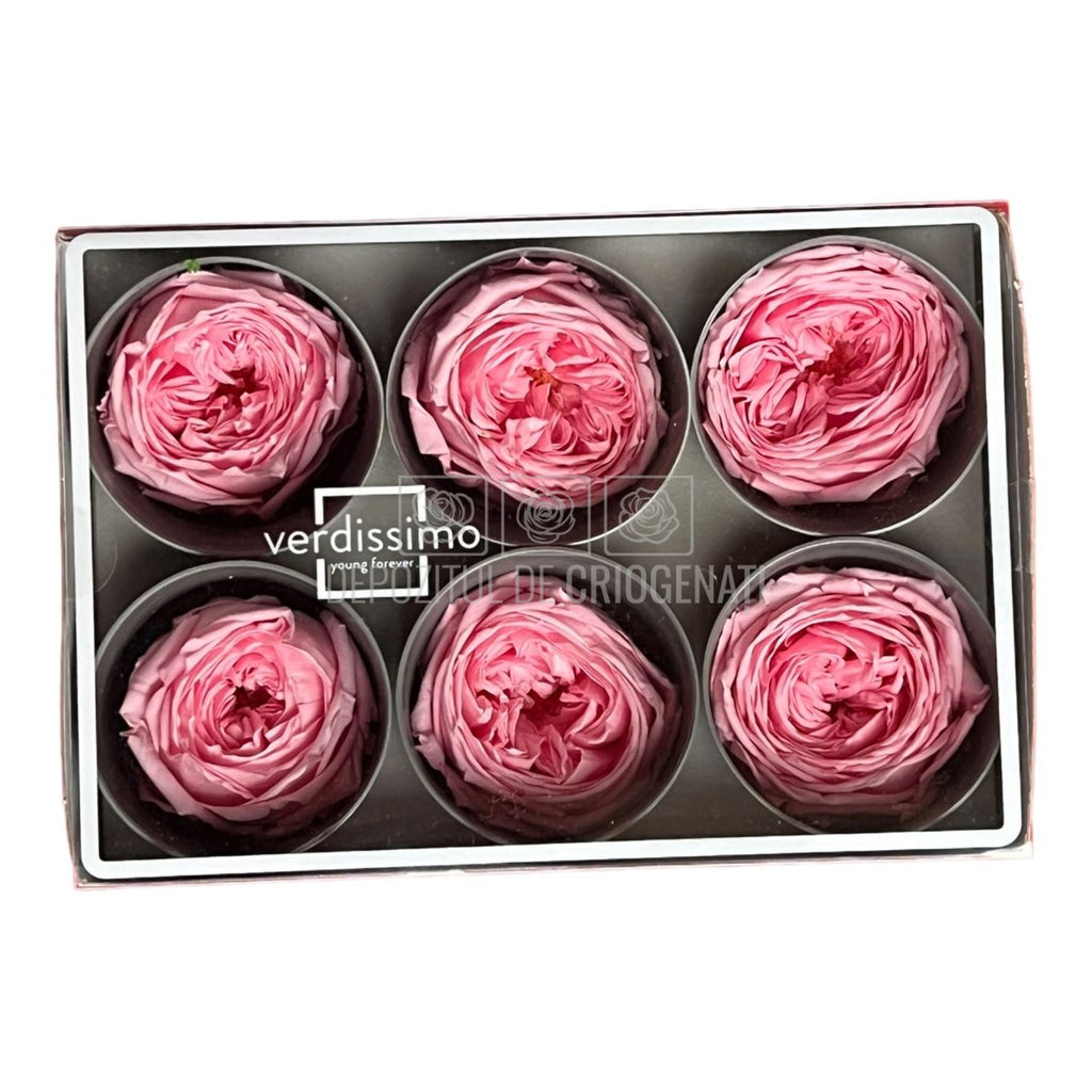 Trandafiri Criogenati GARDEN PASTEL PINK (Ø5-6cm; set 6 buc/cutie)-Depozitul de Criogenati