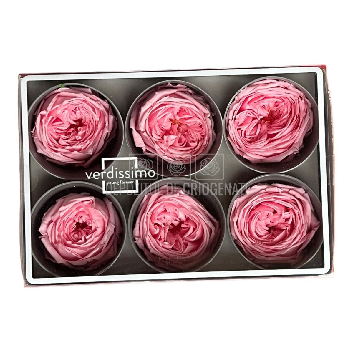 Trandafiri Criogenati GARDEN PASTEL PINK (Ø5-6cm; set 6 buc/cutie)-Depozitul de Criogenati