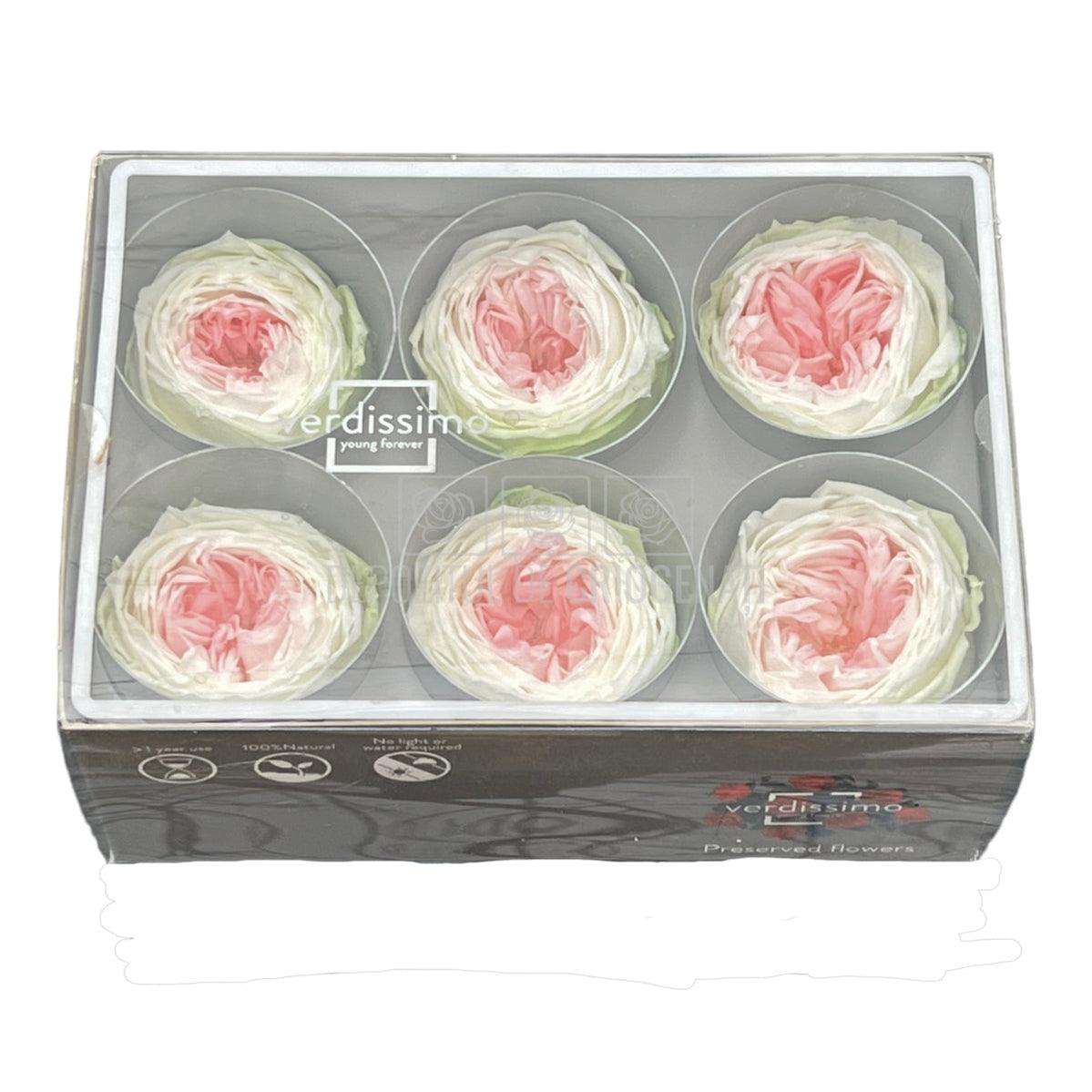 Trandafiri Criogenati GARDEN TRICOLOR (Ø5-6cm; set 6 buc/cutie) - DepozituldeCriogenati.ro