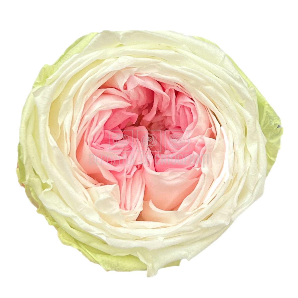 Trandafiri Criogenati GARDEN TRICOLOR (Ø5-6cm; set 6 buc/cutie) - DepozituldeCriogenati.ro