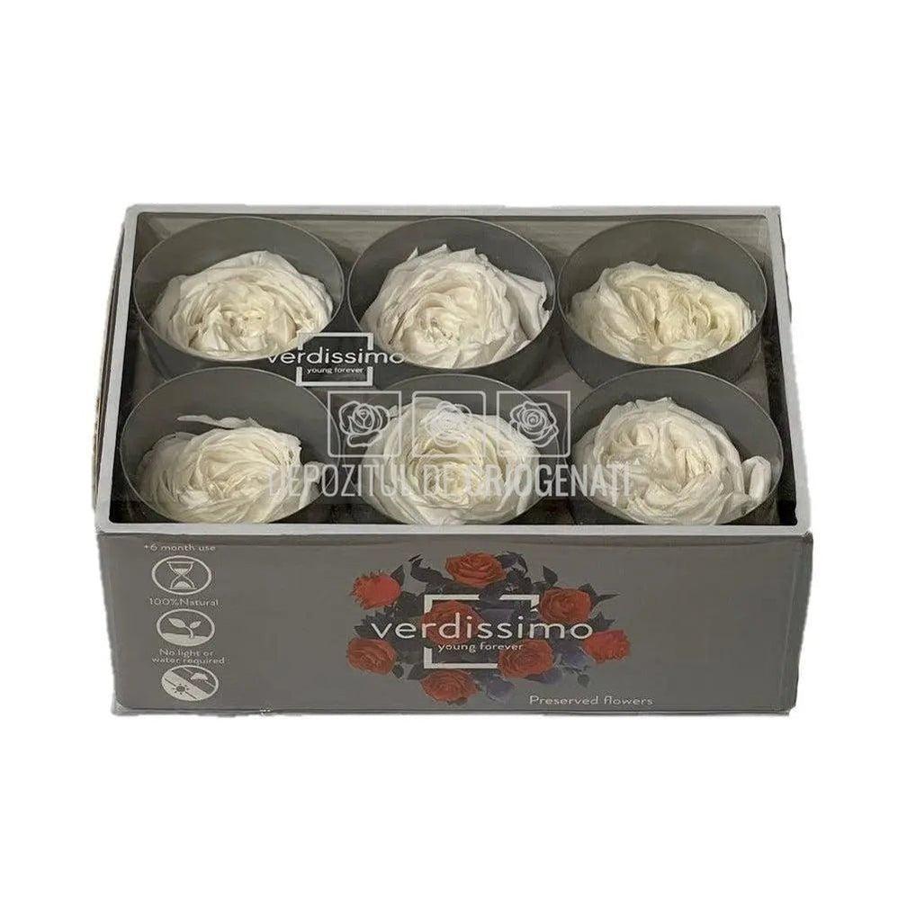 Trandafiri Criogenati GARDEN WHITE (Ø5-6cm; set 6 buc/cutie) - DepozituldeCriogenati.ro