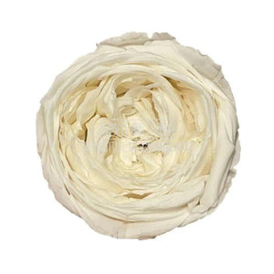 Trandafiri Criogenati GARDEN WHITE (Ø5-6cm; set 6 buc/cutie) - DepozituldeCriogenati.ro