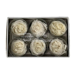 Trandafiri Criogenati GARDEN WHITE (Ø5-6cm; set 6 buc/cutie) - DepozituldeCriogenati.ro
