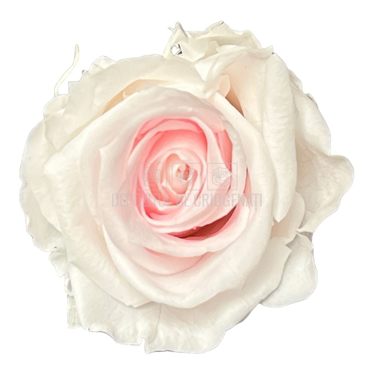 Trandafiri Criogenati MEDIU BICOLOR (Ø4,5-5cm, set 8buc)-Depozitul de Criogenati