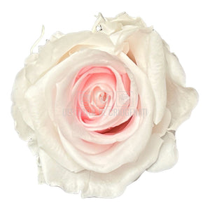 Trandafiri Criogenati MEDIU BICOLOR (Ø4,5-5cm, set 8buc)-Depozitul de Criogenati