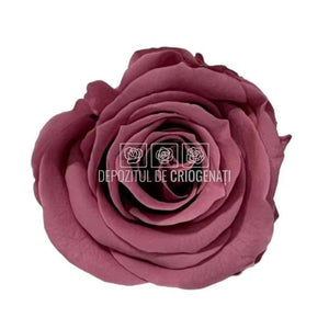 Trandafiri Criogenati MEDIU CHERRY BLOSSOM (Ø4,5-5cm, set 8buc) - DepozituldeCriogenati.ro