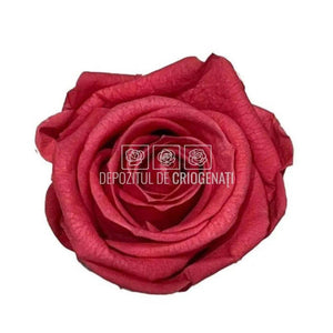 Trandafiri Criogenati MEDIU DARK PINK (Ø4,5-5cm, set 8buc) - DepozituldeCriogenati.ro