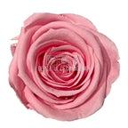 Trandafiri Criogenati MEDIU PASTEL PINK (Ø4,5-5cm, set 8buc) - DepozituldeCriogenati.ro