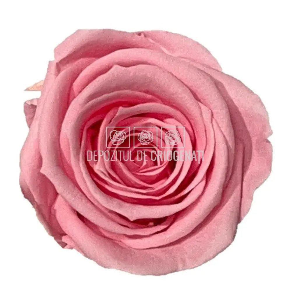 Trandafiri Criogenati MEDIU PASTEL PINK (Ø4,5-5cm, set 8buc) - DepozituldeCriogenati.ro