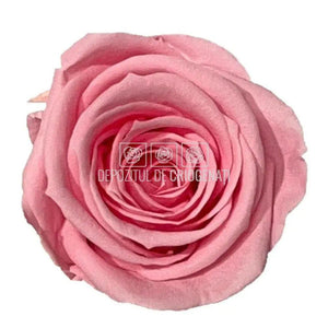 Trandafiri Criogenati MEDIU PASTEL PINK (Ø4,5-5cm, set 8buc) - DepozituldeCriogenati.ro
