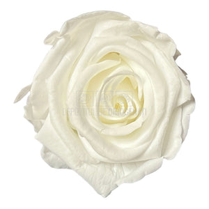 Trandafiri Criogenati MEDIU WHITE (Ø4,5-5cm, set 8buc)-Depozitul de Criogenati