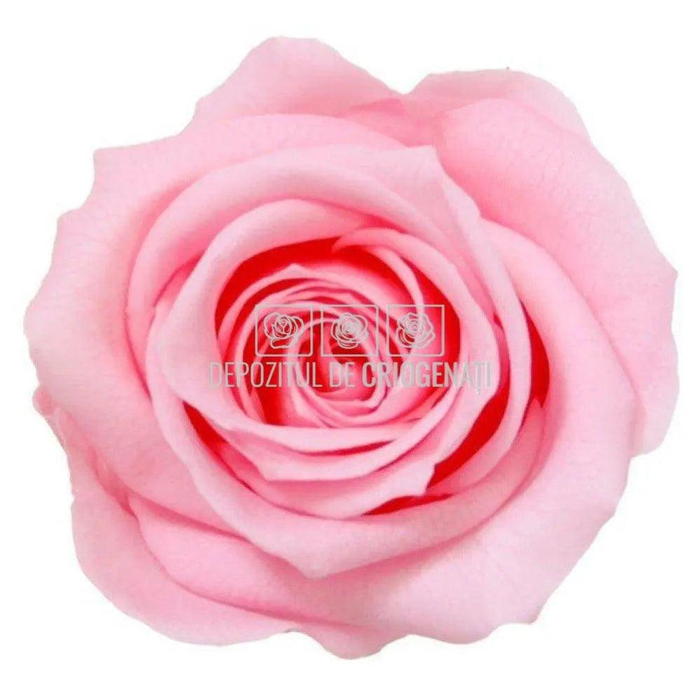 Trandafiri Criogenati Mini Bridal Pink (Ø3,5-4,5cm, set 12 buc) - DepozituldeCriogenati.ro