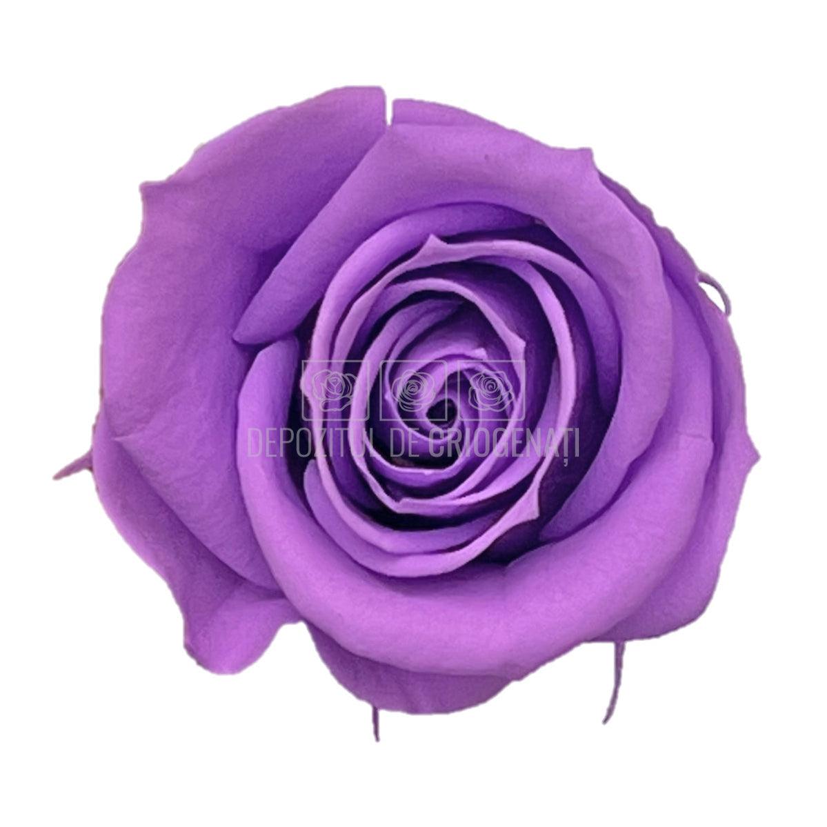 Trandafiri Criogenati Mini Bright Lila (Ø3,5-4,5cm, set 12 buc) - DepozituldeCriogenati.ro