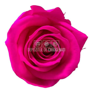 Trandafiri Criogenati Mini Bright Pink (Ø3,5-4,5cm, set 12 buc) - DepozituldeCriogenati.ro